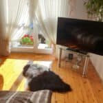 Naturalna czarna skóra owcza - Island