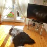 Naturalna czarna skóra owcza - Island