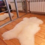 Biała Skóra Owcza - Angielka