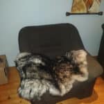 Skóra Owcza - Czarny muflon - Naturalna