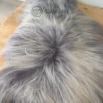 Skóra Owcza - Granatowa - Ombre - Island 