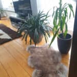 Skóra Owcza - kasztanowy muflon - Naturalna