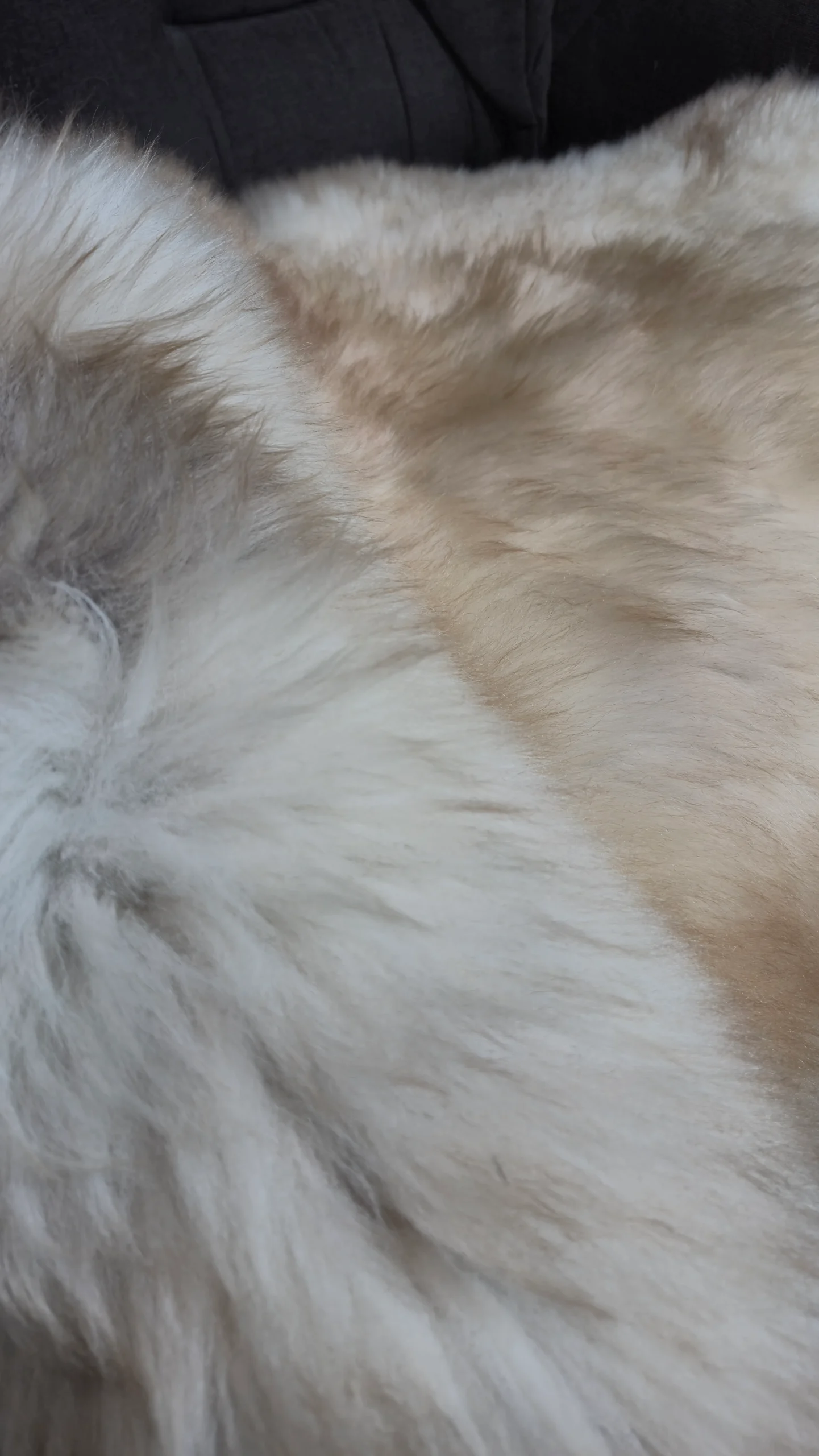 Skóra Owcza - Unikat - Naturalna - Żółty Melanż