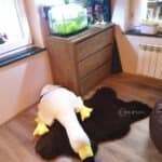 Skóra Owcza - Brąz - Naturalna