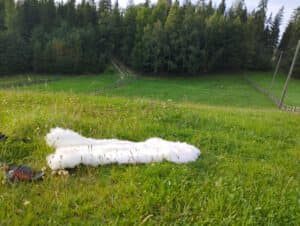 Naturalna Skóra Owcza z Warstwą Hydrofobową - Biała