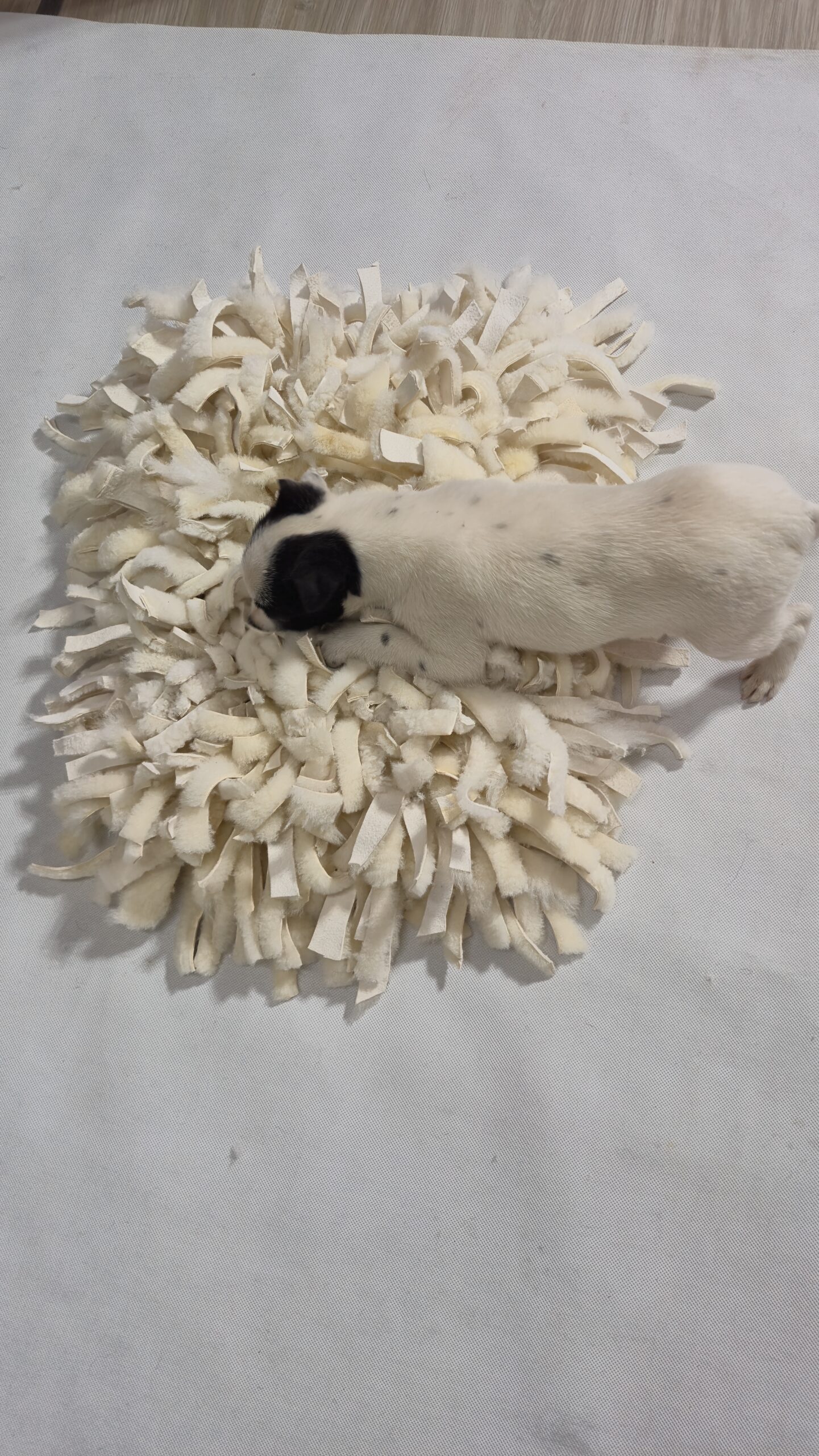 Mata węchowa dla psa ze skóry naturalnej – ręcznie robiona zabawka sensoryczna