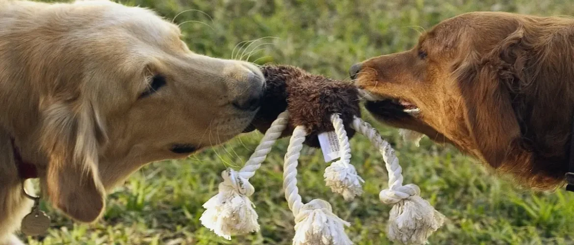Szarpaki z owczym futrem – bezpieczna zabawa i skuteczny trening aportu oraz motywacji