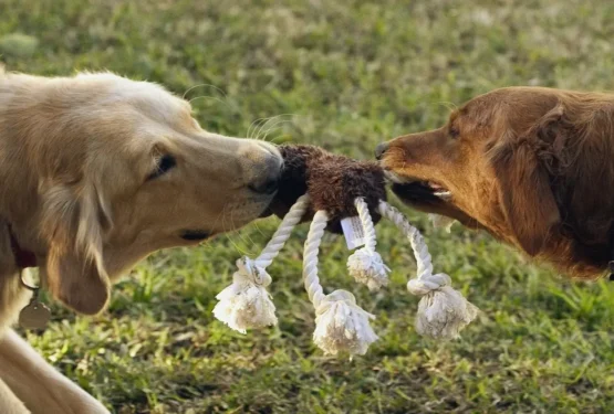 Szarpaki z owczym futrem – bezpieczna zabawa i skuteczny trening aportu oraz motywacji