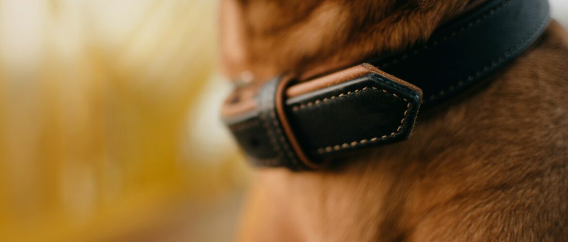 Legowiska dla psów ze skóry – komfort i ciepło zimą