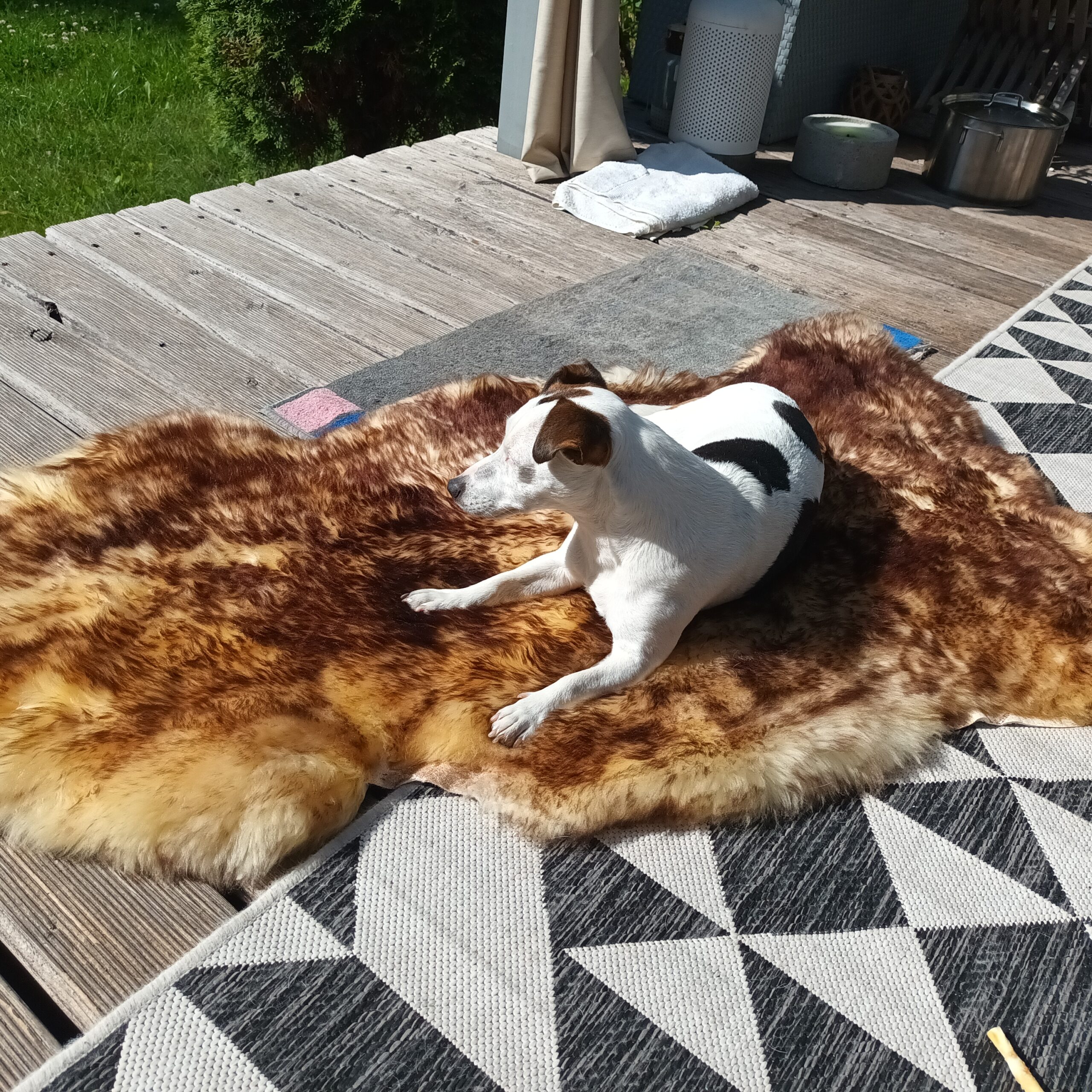 Skóra Owcza - Muflon - Naturalna - Kasztanowy - Przypalany włos